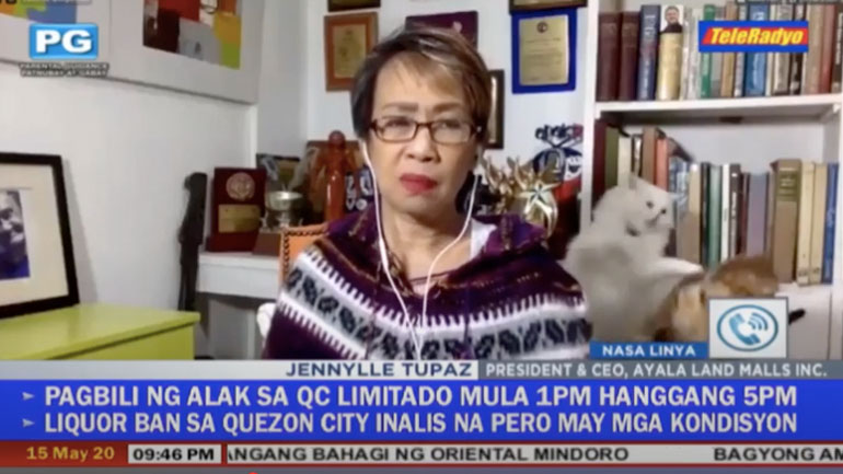 Δημοσιογράφος παραμένει ψύχραιμη ενώ οι γάτες της τσακώνονται σε ζωντανή μετάδοση